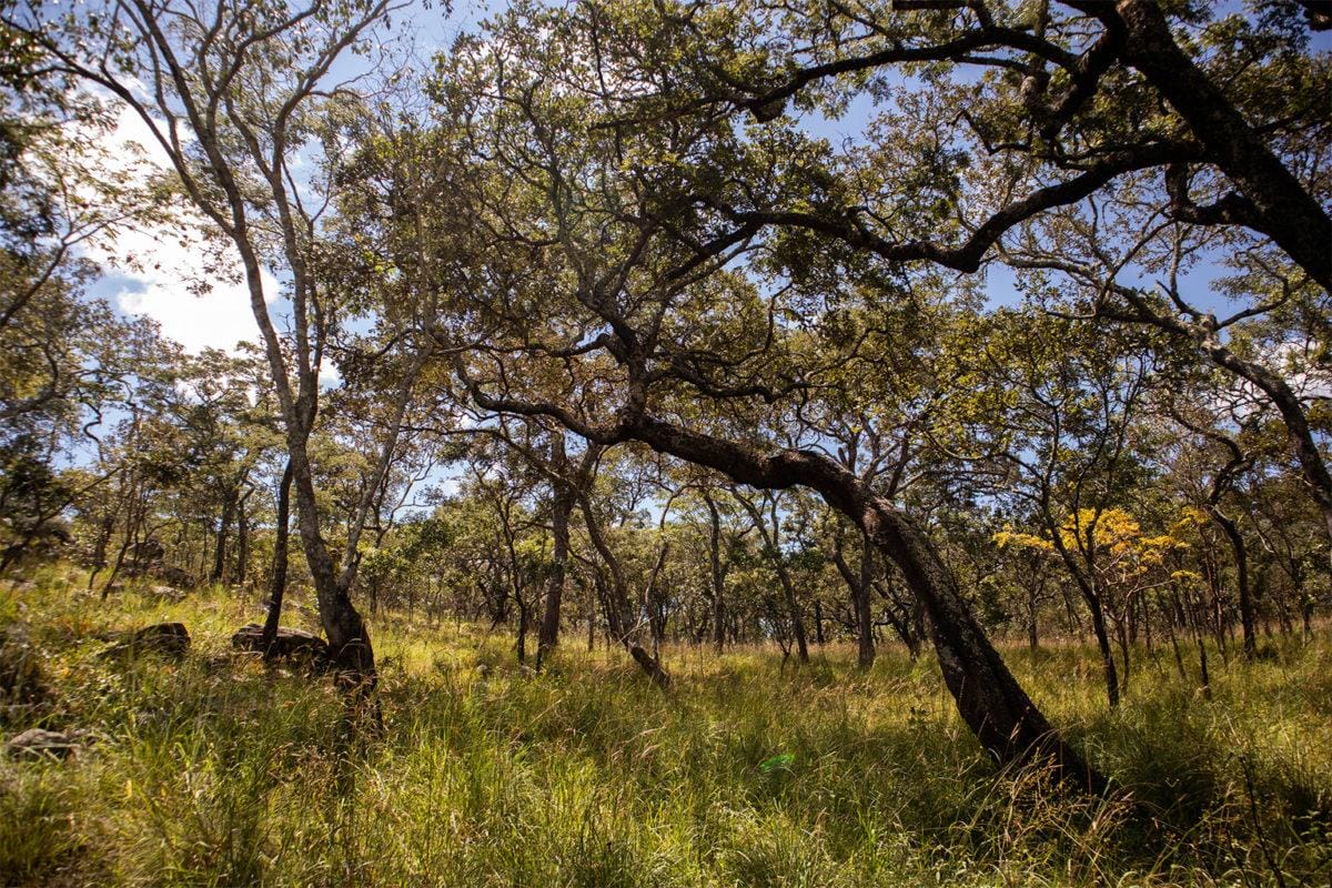 Regrowing Zambia S Forest Reserve