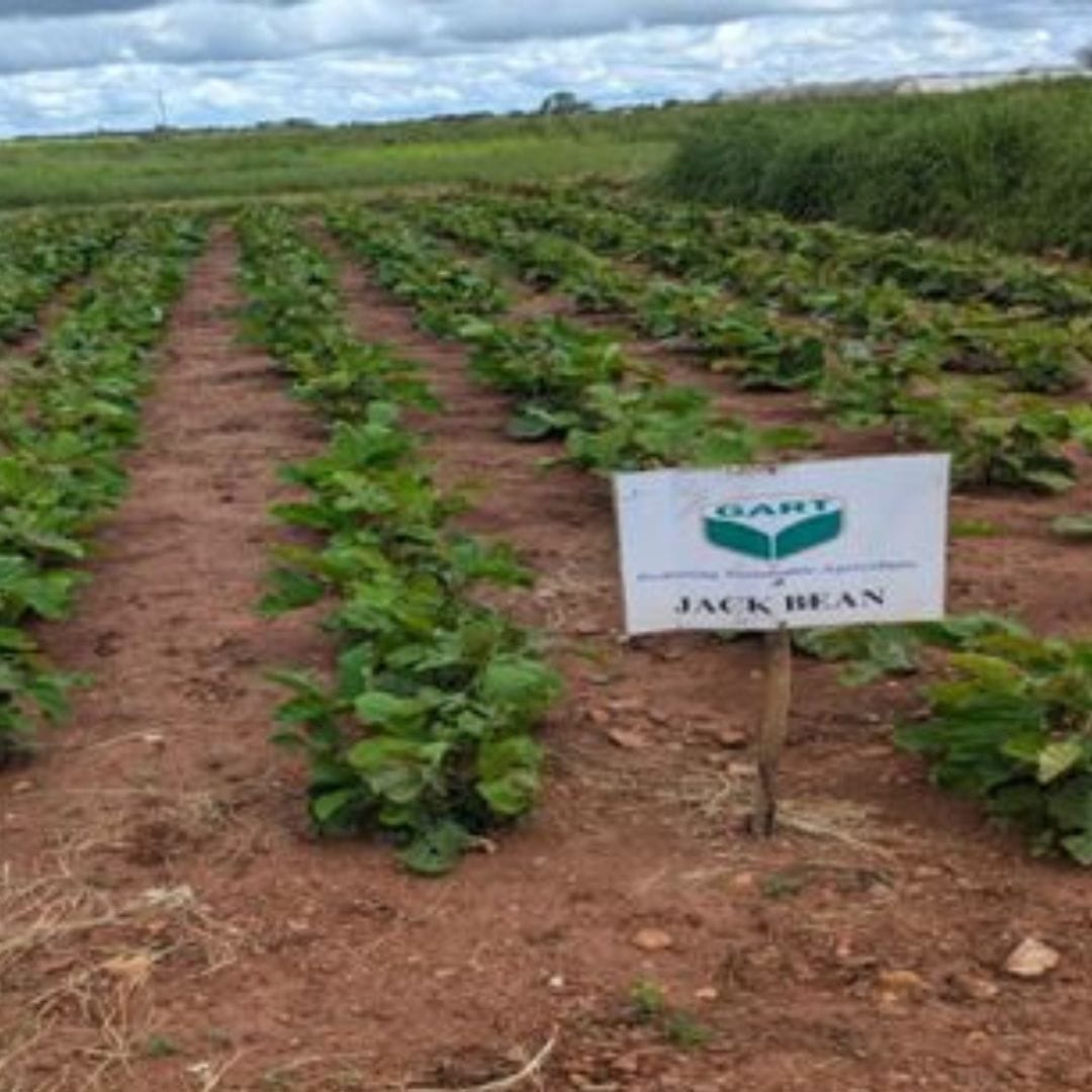 GART pasture demo site showcasing legume and pasture grass production