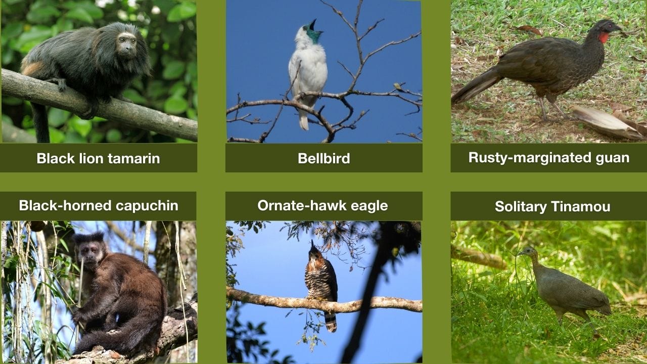 Forest biodiversity restored in Pontal