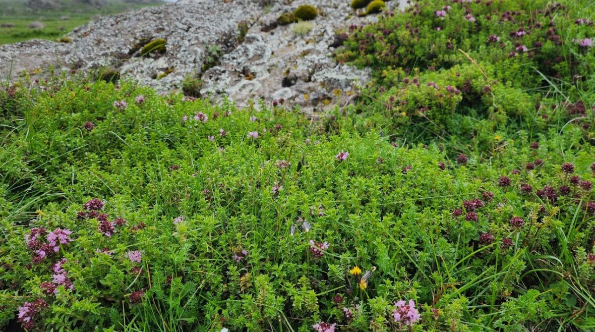 Ethiopia's grasslands.