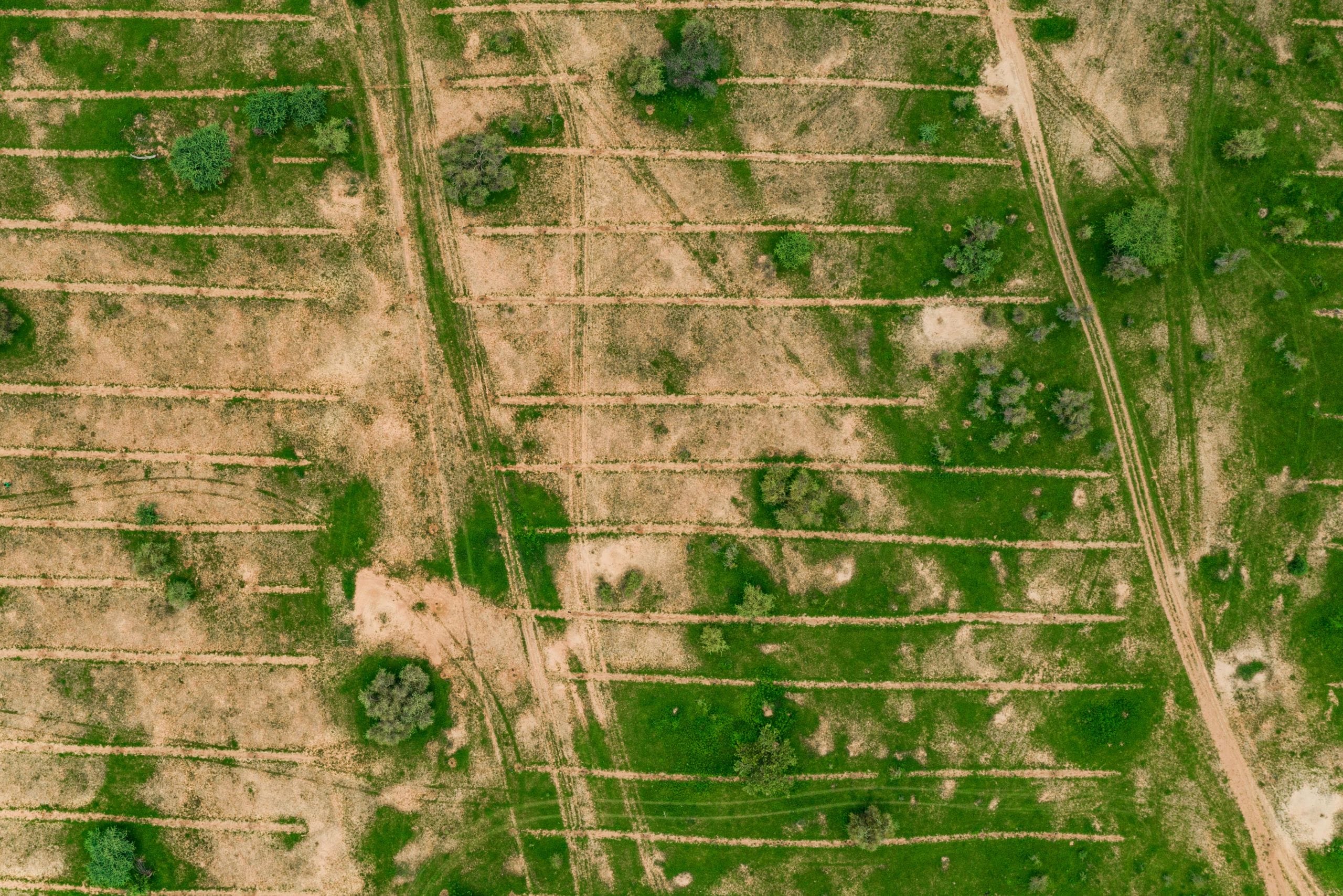 This forest-growing method is defying drought and desertification in the Sahel