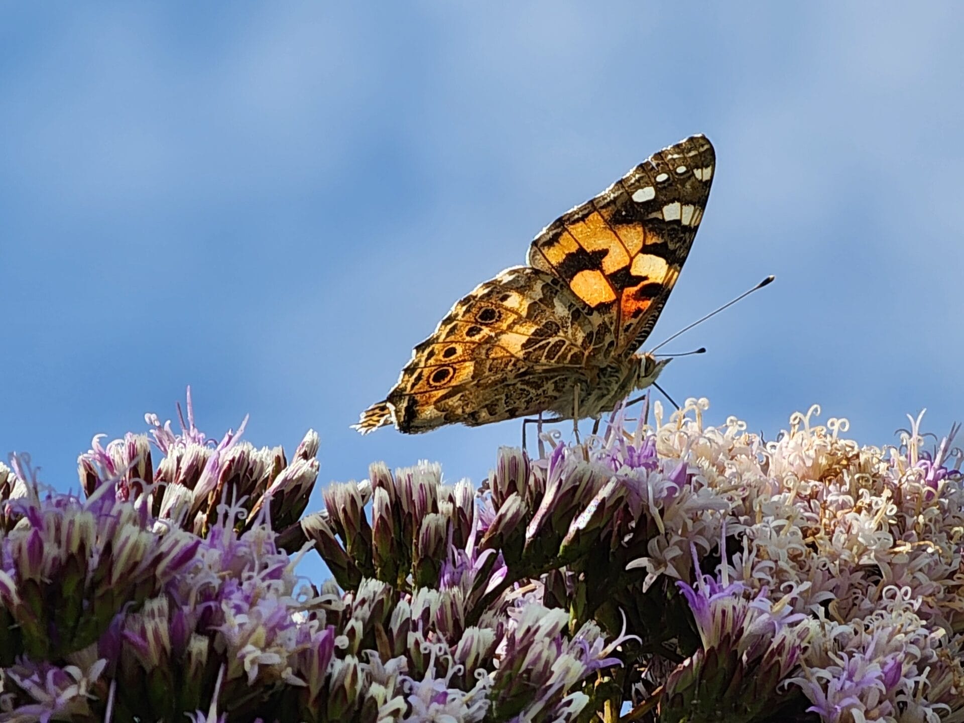 What is nature conservation and why does it matter more than ever?