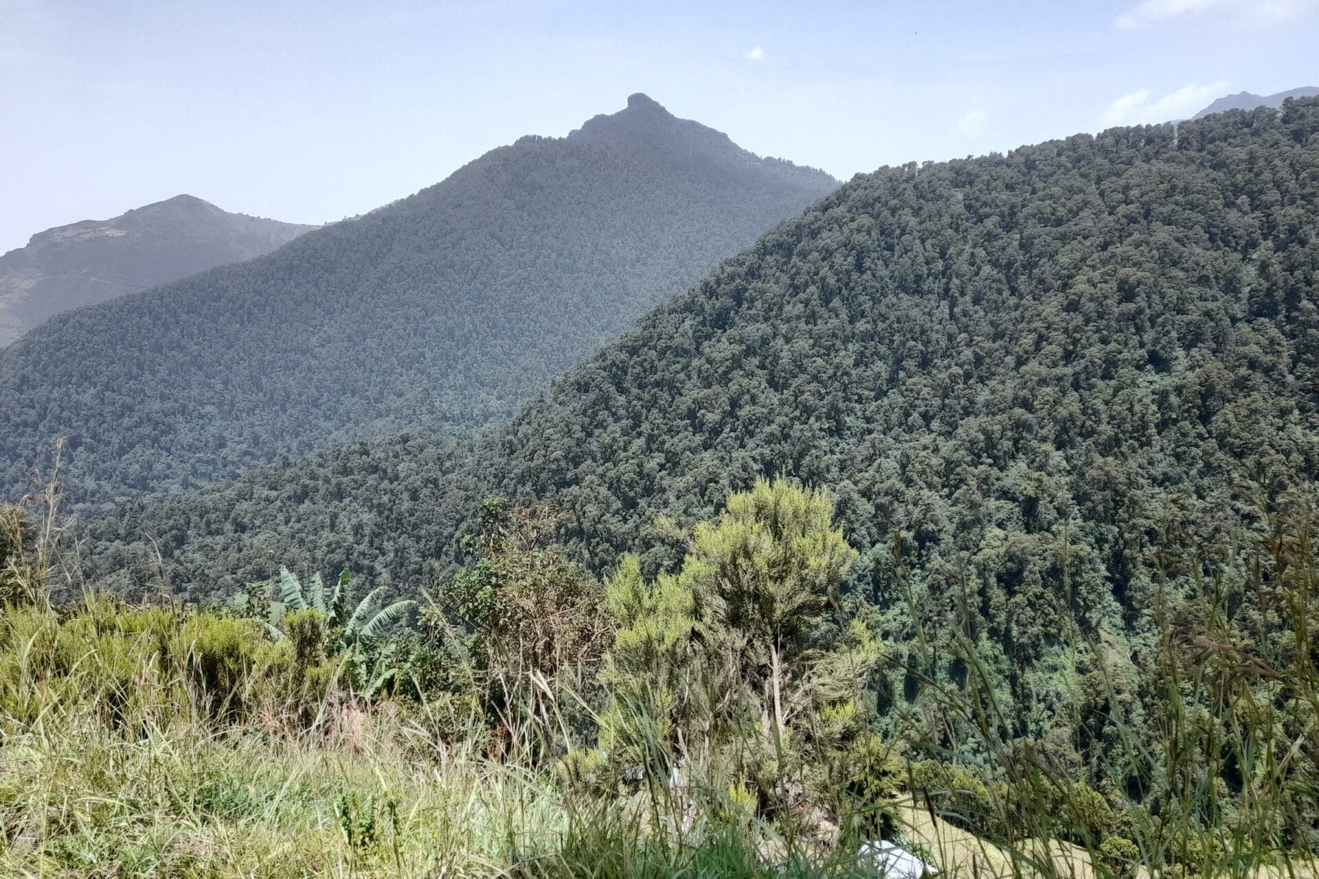 Where the Green Heart Beats: Communities and Conservation in Wof Washa, Ethiopia