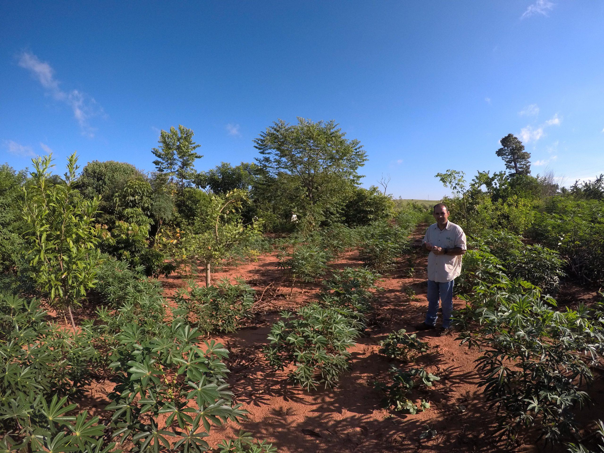 Agroforestry Restores Atlantic - WeForest