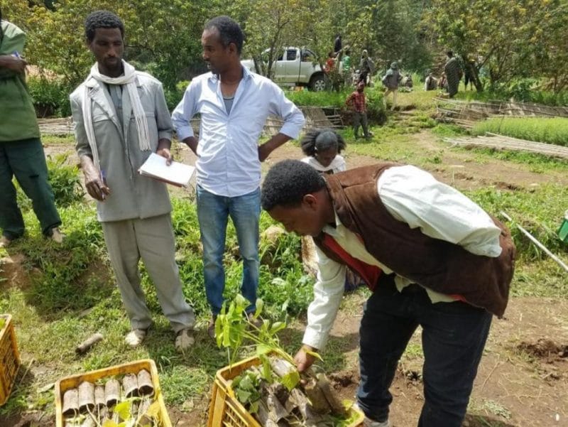 Ethiopia Tigray Tree Seedlings Planting WeForest